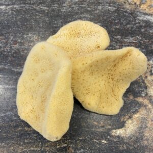 Silk sea sponge from the Mediterranean Sea