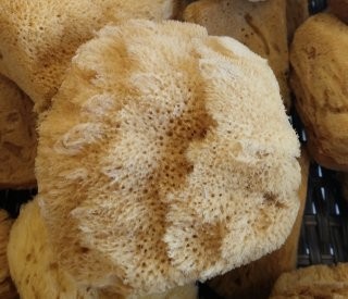 Natural Sea Sponge